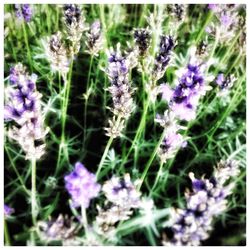 Close-up of lavender flowers