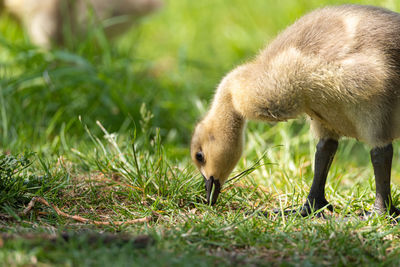 Close-up of sheep on grass