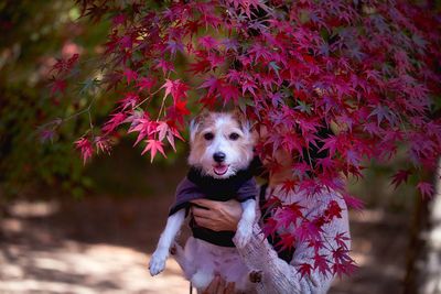 Woman holding dog by plant during autumn