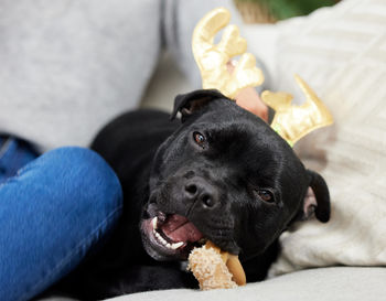 Close-up of dog relaxing on bed at home