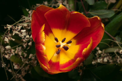 Close-up of red flower