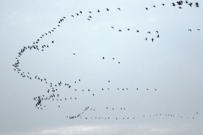 Low angle view of silhouette birds flying against sky