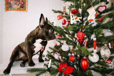 French bulldog and christmas tree at home