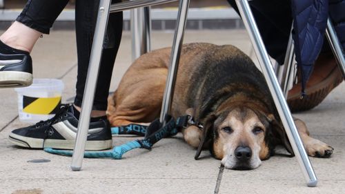 Low section of woman with dog relaxing on ground