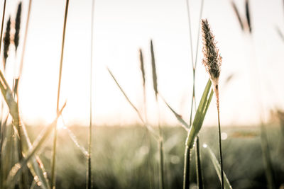 Close-up of stalks in field against sky