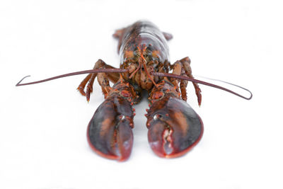 Close-up of grasshopper against white background