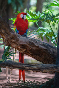 Close-up of bird perching on tree