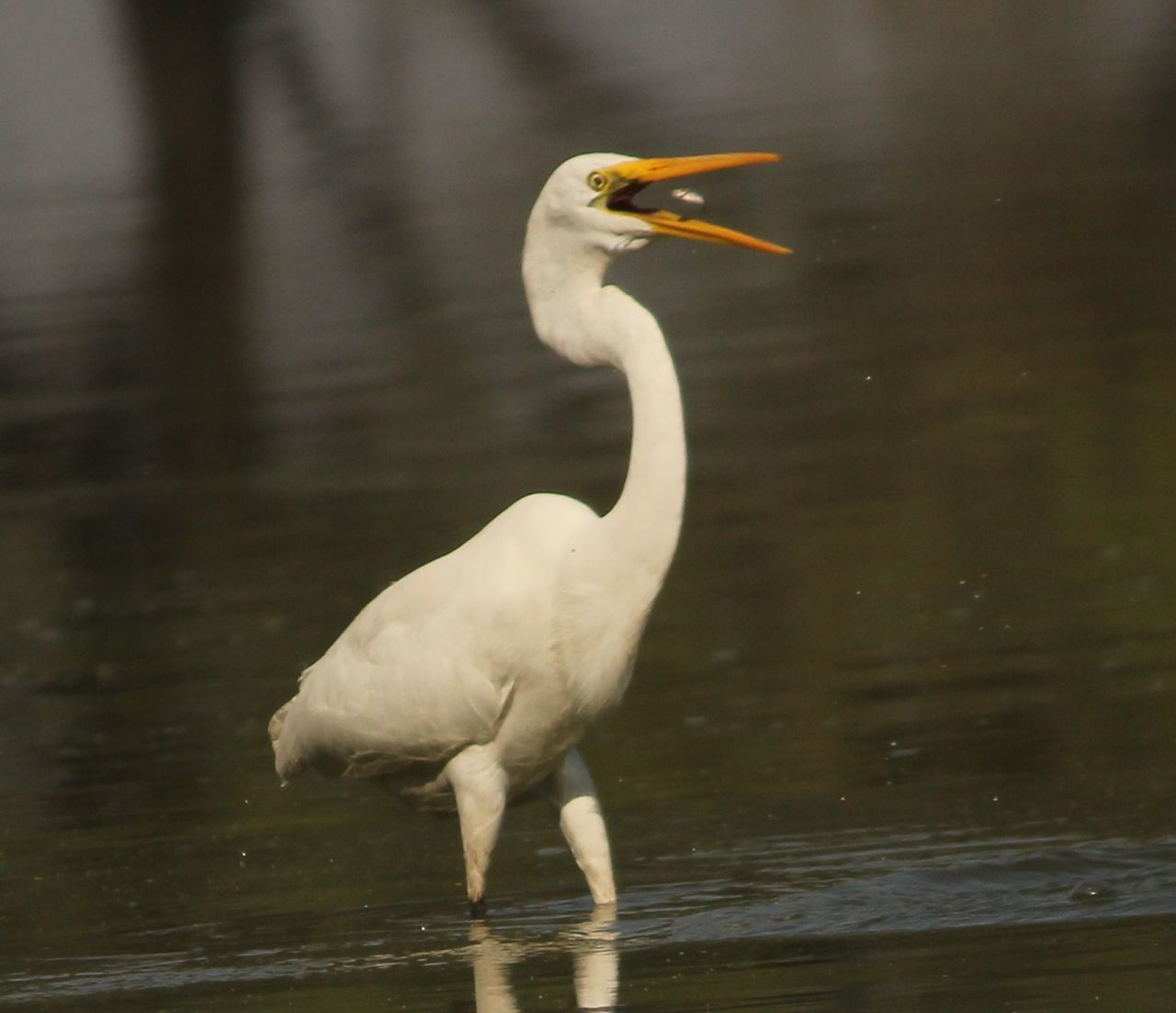 bird, animal themes, animals in the wild, wildlife, water, one animal, lake, beak, seagull, side view, nature, waterfront, reflection, white color, full length, vertebrate, focus on foreground, rippled, zoology, outdoors