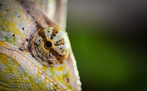 Cropped image of chameleon