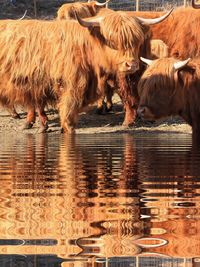 View of cow drinking water - solbergfossen 