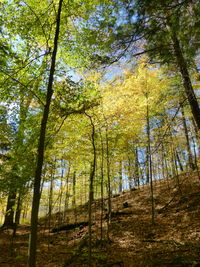 Low angle view of trees in forest during autumn