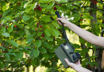 Cropped hand using geiger counter on cherry tree