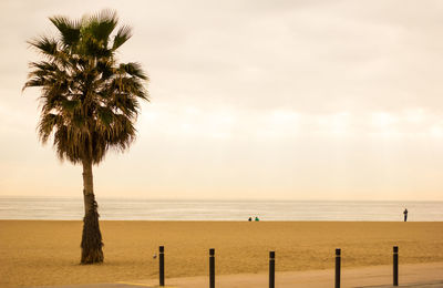 View of palm tree by sea against sky