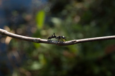 Close-up of insect on plant