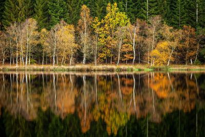 Reflection of trees in lake