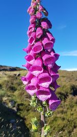 Close-up of fresh pink flowers against blue sky