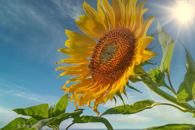 Close-up of sunflower