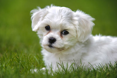 Young havanese puppy dog in portrait