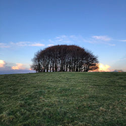 Bare trees on field against sky