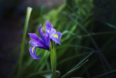 Close-up of purple crocus flower