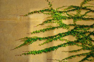 High angle view of ivy on tree