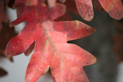 Close-up of maple leaf