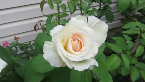 Close-up of white rose