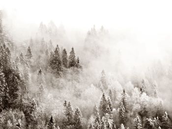 Panoramic view of trees in forest against sky