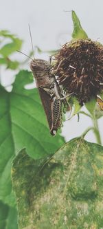 Close-up of butterfly on leaf