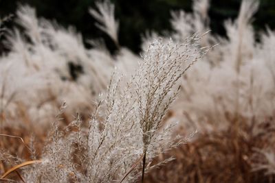 Close-up of wheat growing on field