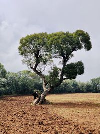 Tree on field against sky