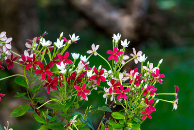 Close-up of pink flowering plants