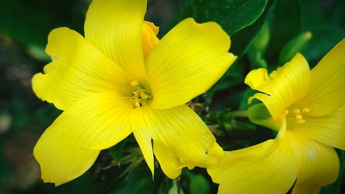 Close-up of yellow flowers blooming outdoors