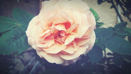 Close-up of rose blooming outdoors