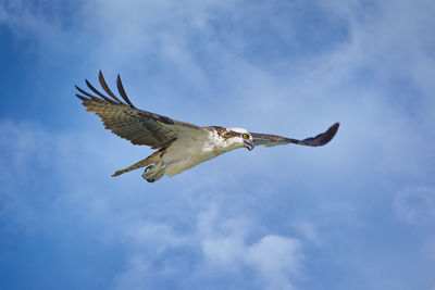 Low angle view of osprey flying against sky