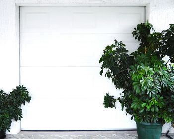 View of plants in front of tree