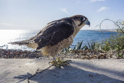 Close-up of a hawk perching on beach against sky