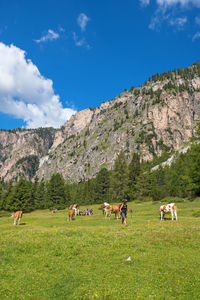 Hiker on an alps meadow with grazing cows