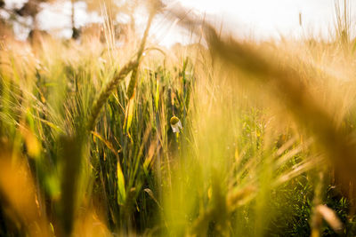 Close-up of wheat field