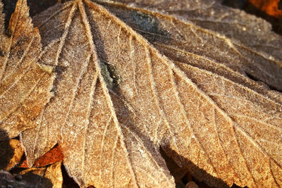 Close-up of dry leaves