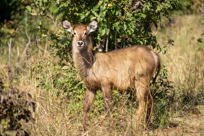 Female common waterbuck stands staring into camera