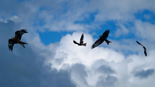 Low angle view of birds flying in sky