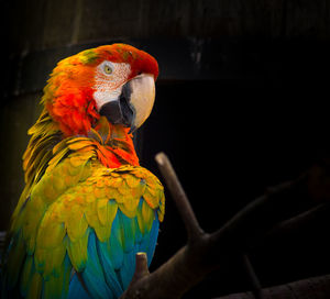 Close-up of parrot perching