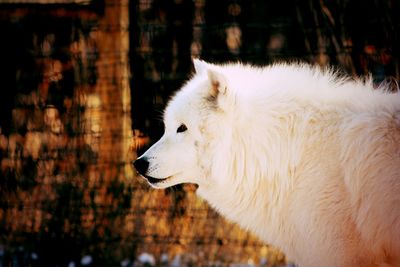 Close-up of white wolf looking away