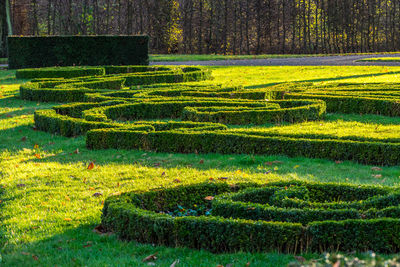 Close-up of yellow grass