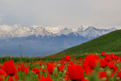 Scenic view of red poppy and mountains against sky