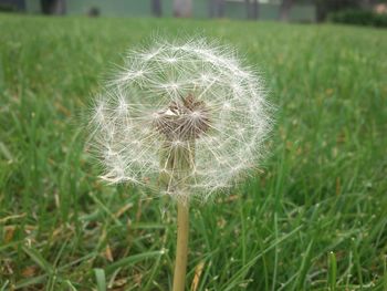 Close-up of dandelion on field