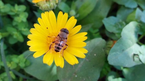 Close-up of bee on yellow flower