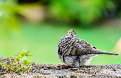 Close-up of a bird perching on a land