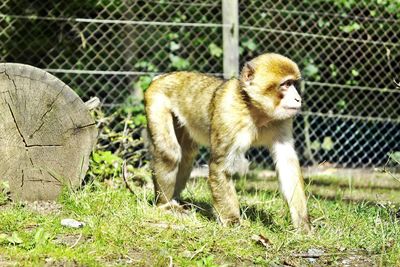 Dog standing on field